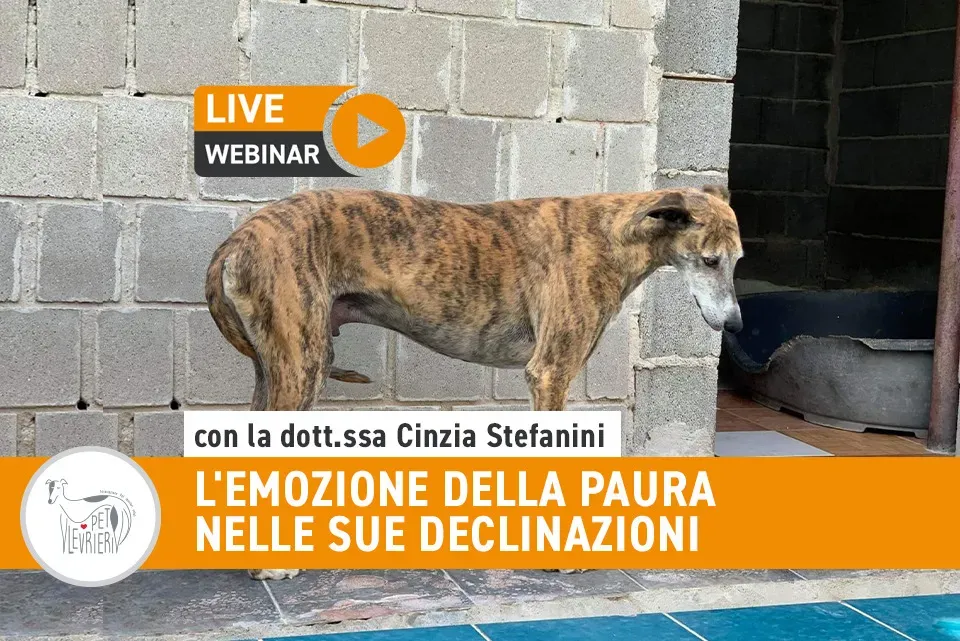 Webinar Paura con Cinzia Stefanini
