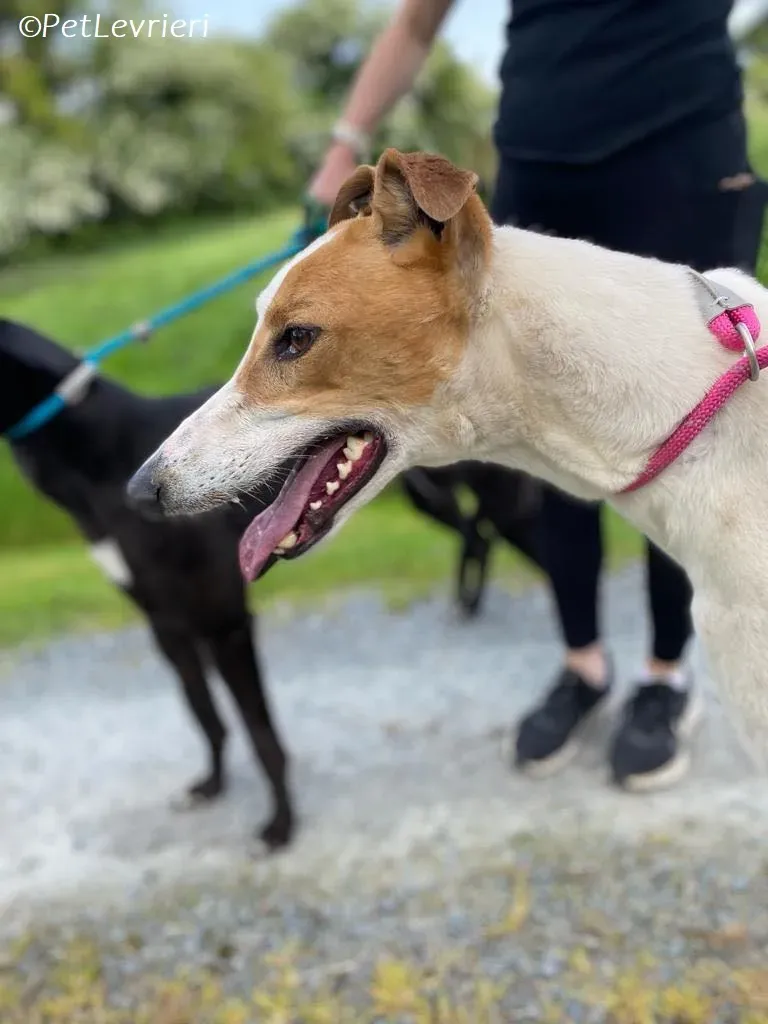 Wednesday adozione levrieri greyhound 1