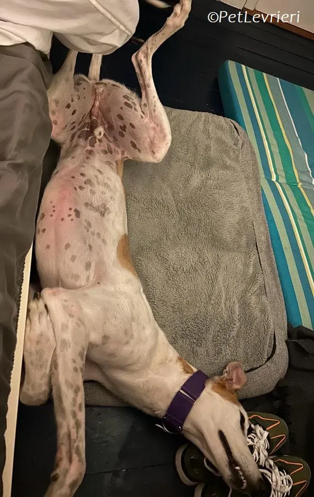 Wednesday adozione levrieri greyhound 10