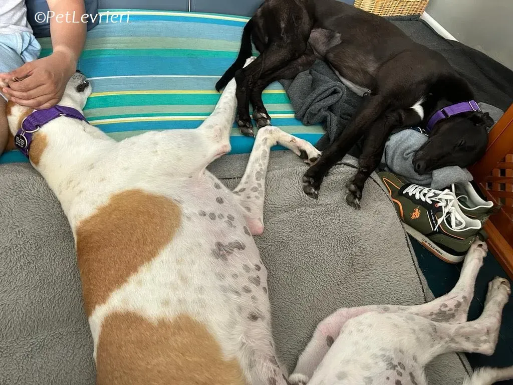 Wednesday adozione levrieri greyhound 11