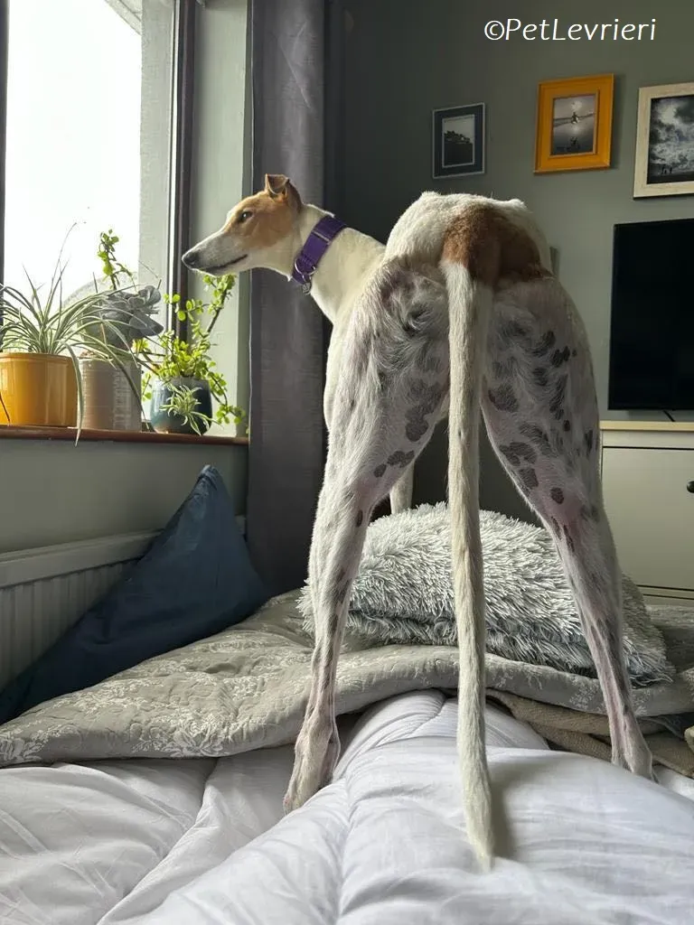 Wednesday adozione levrieri greyhound 12