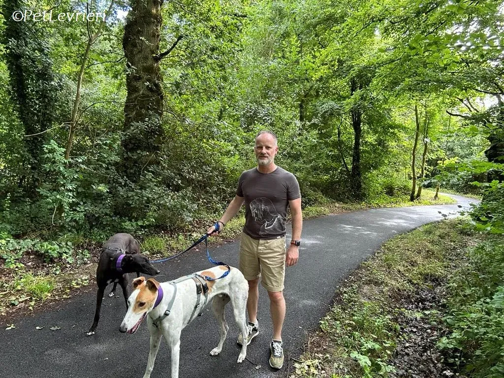 Wednesday adozione levrieri greyhound 13