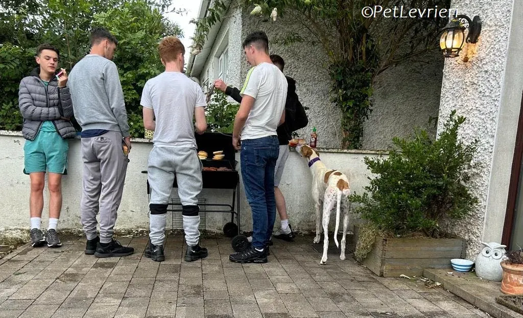 Wednesday adozione levrieri greyhound 14