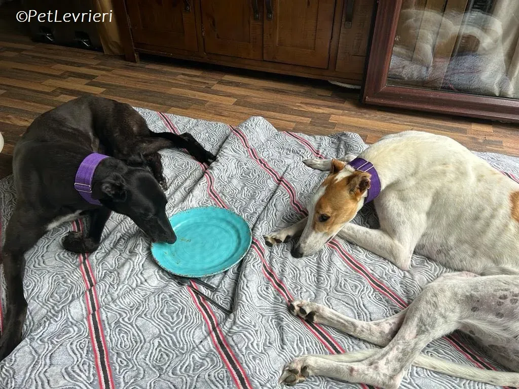 Wednesday adozione levrieri greyhound 15