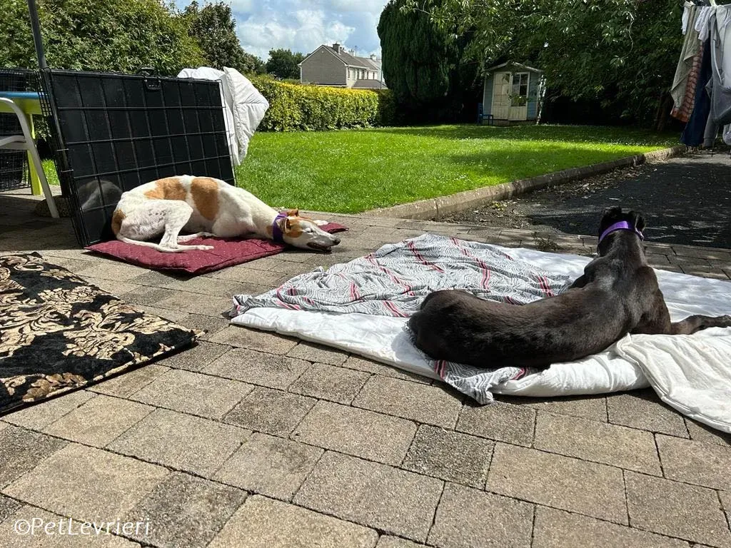 Wednesday adozione levrieri greyhound 16