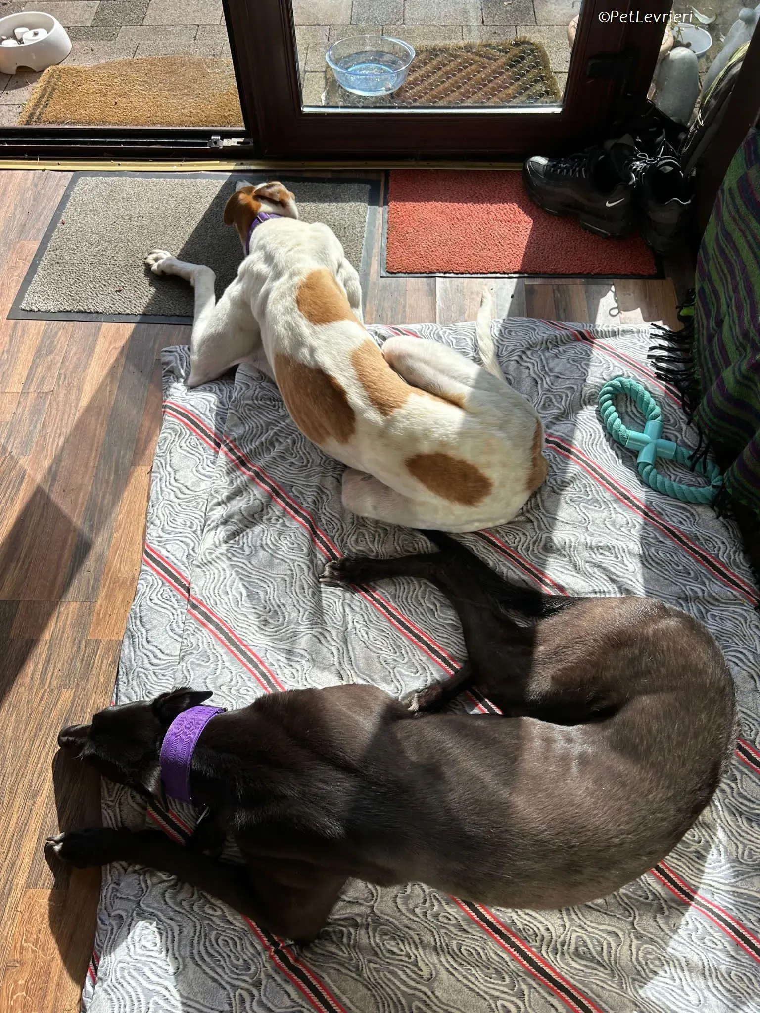 Wednesday adozione levrieri greyhound 17