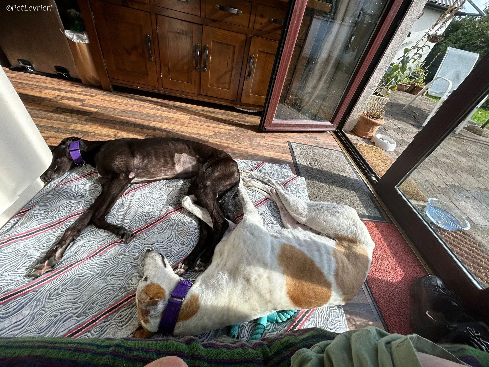 Wednesday adozione levrieri greyhound 18