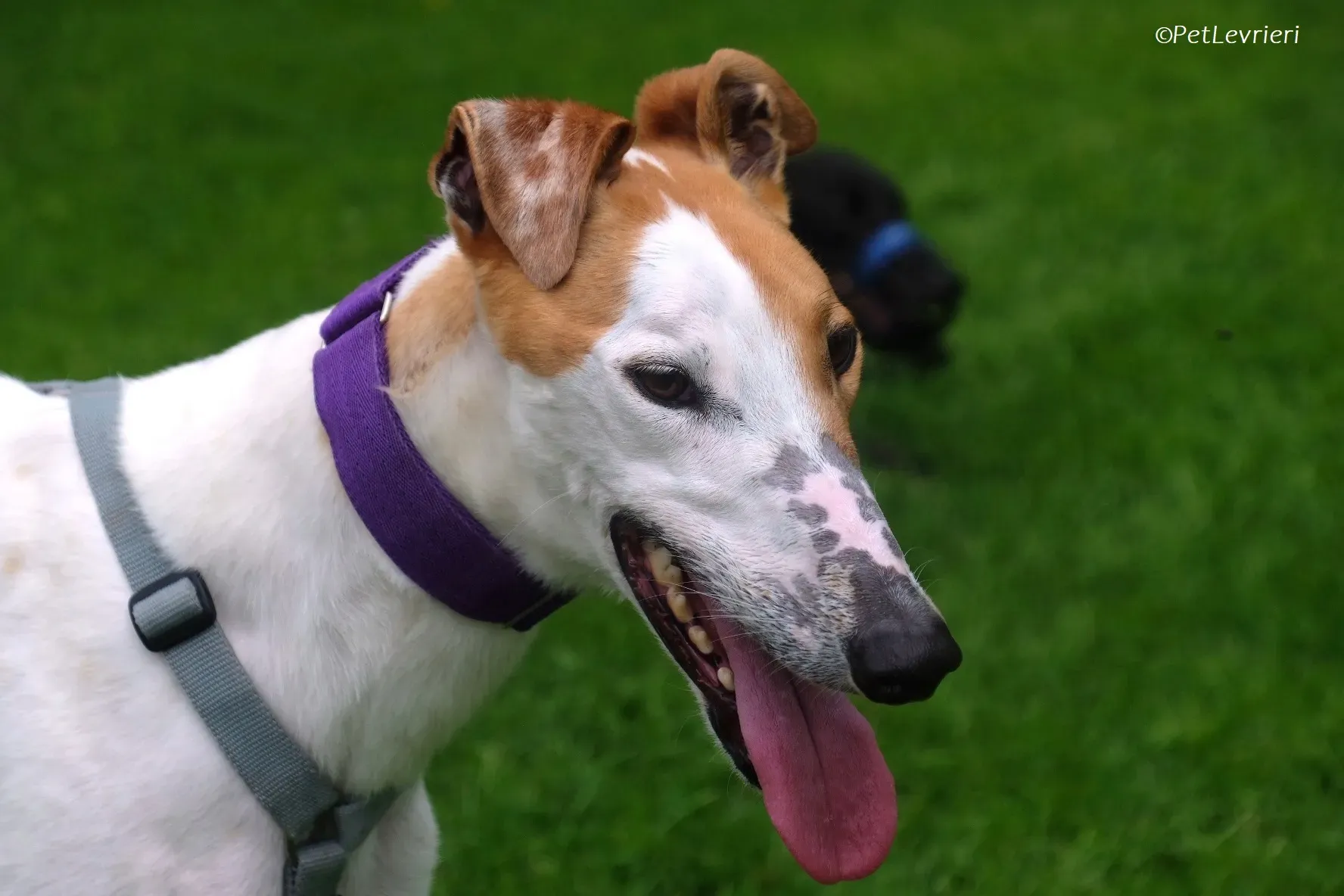 Wednesday adozione levrieri greyhound 19