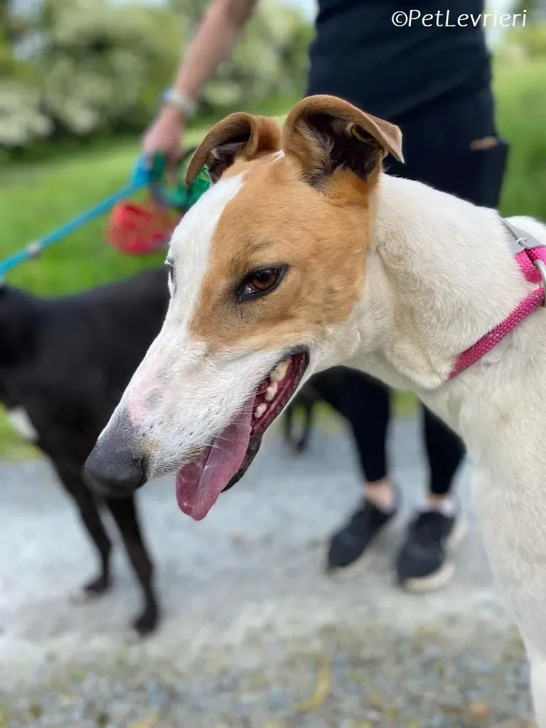 Wednesday adozione levrieri greyhound 2
