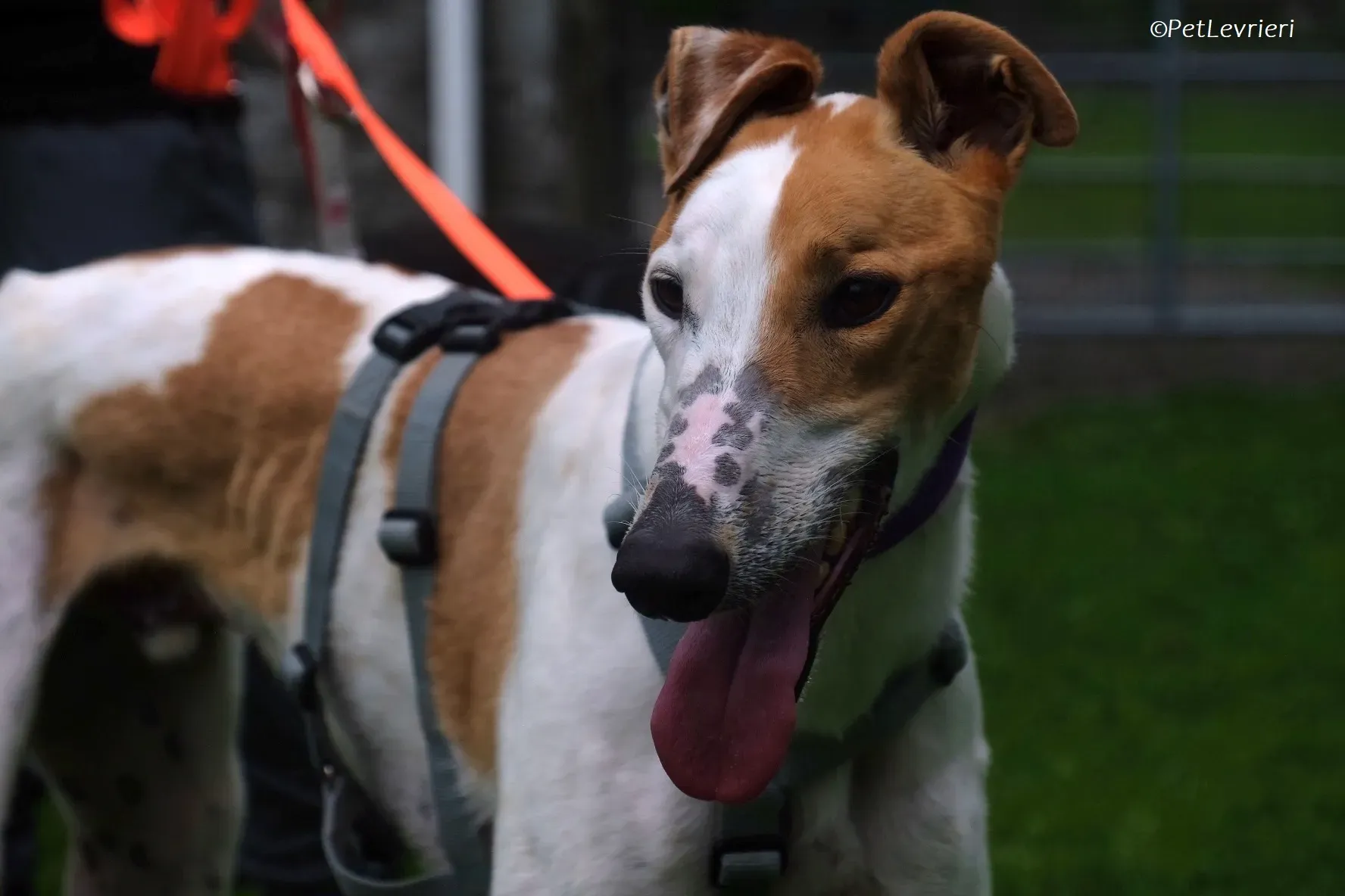 Wednesday adozione levrieri greyhound 20