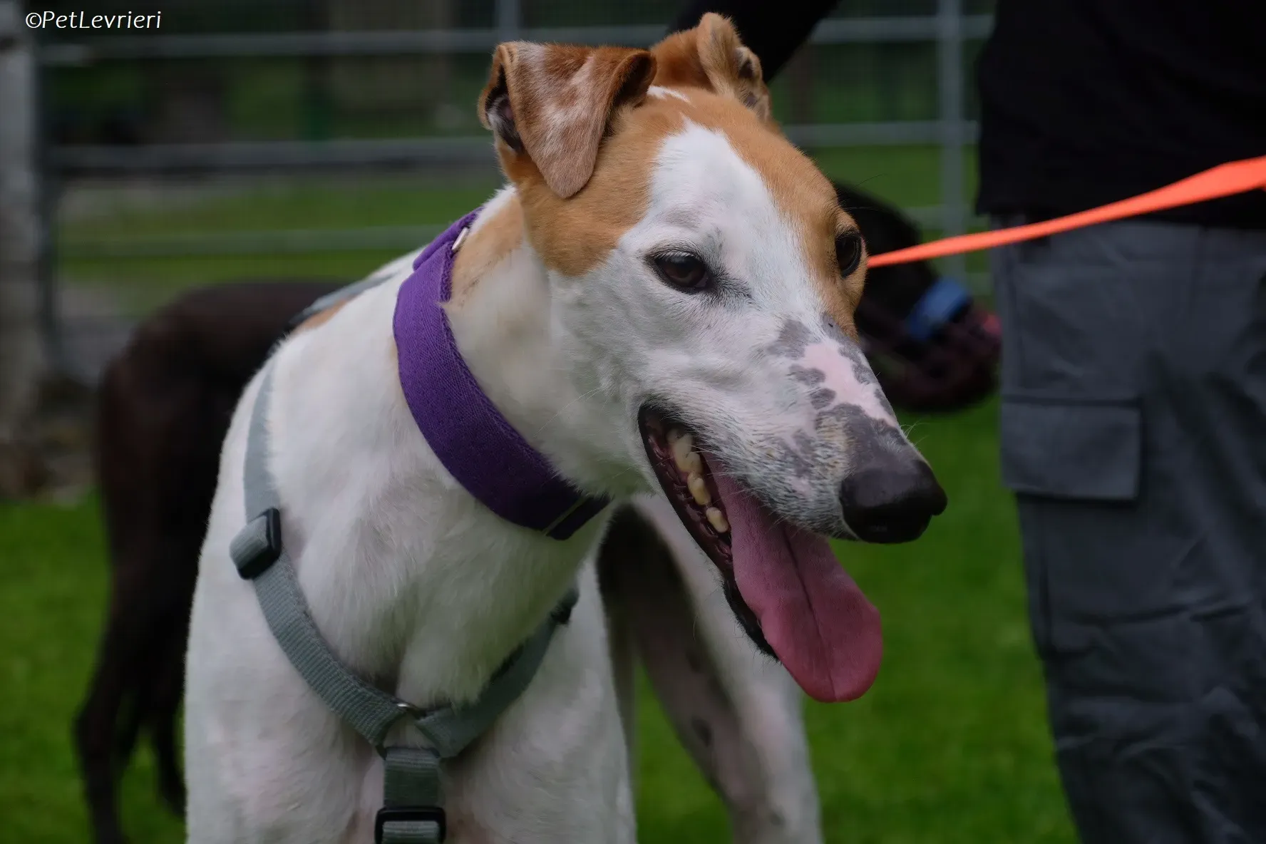 Wednesday adozione levrieri greyhound 21