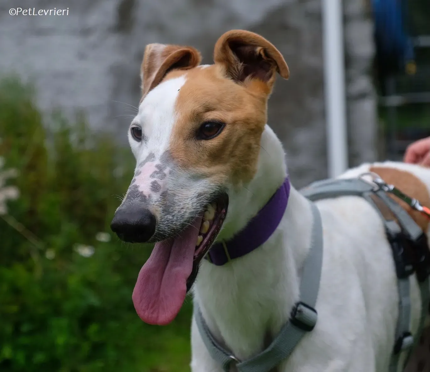 Wednesday adozione levrieri greyhound 22