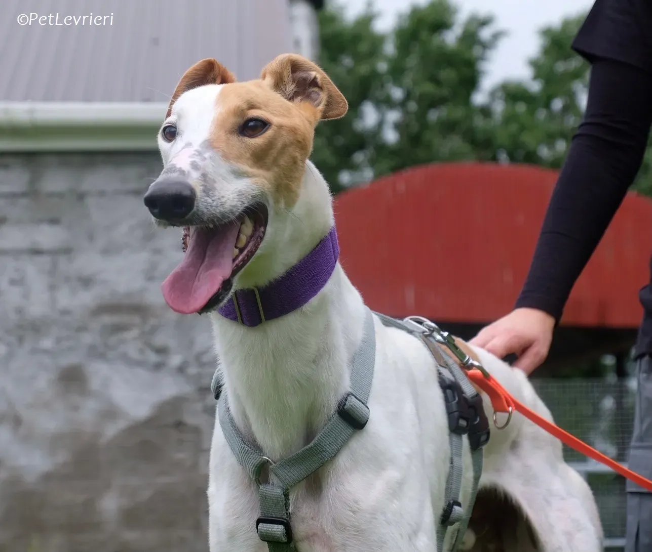 Wednesday adozione levrieri greyhound 23