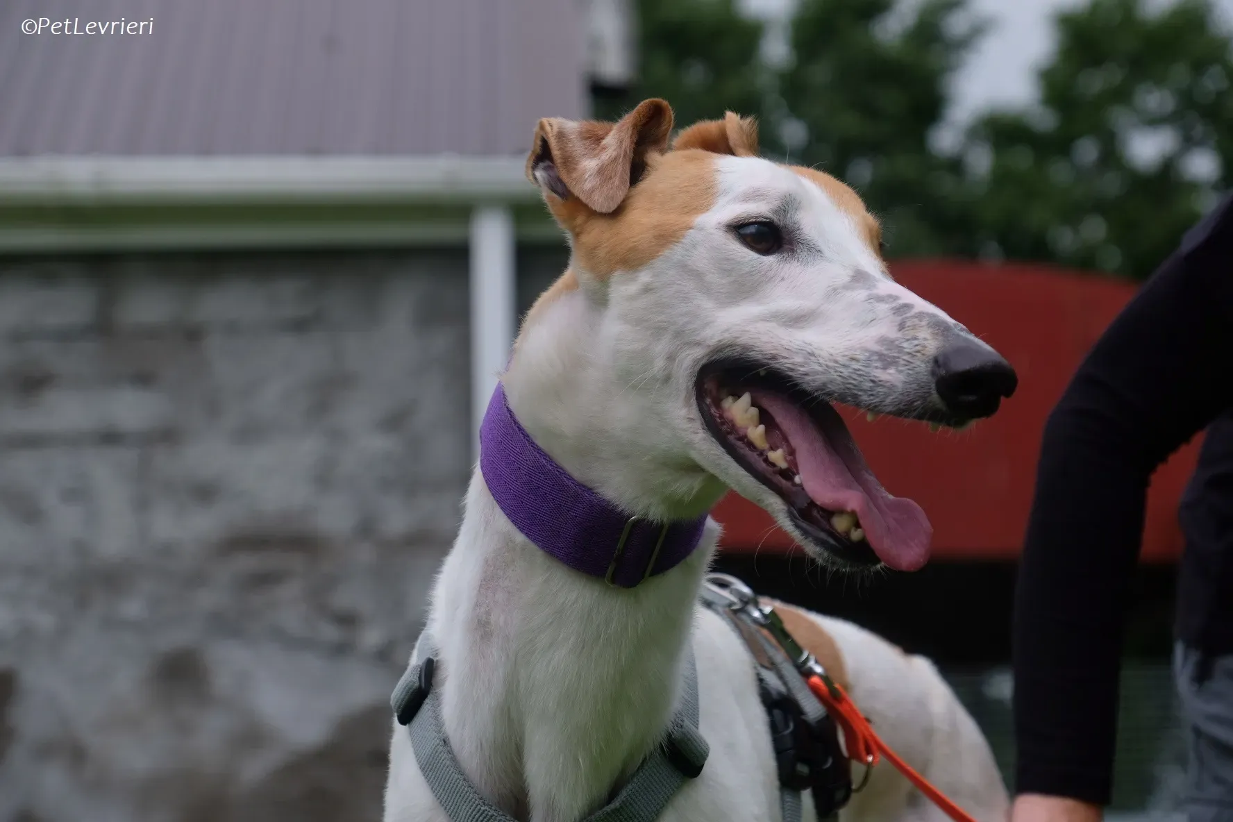 Wednesday adozione levrieri greyhound 24