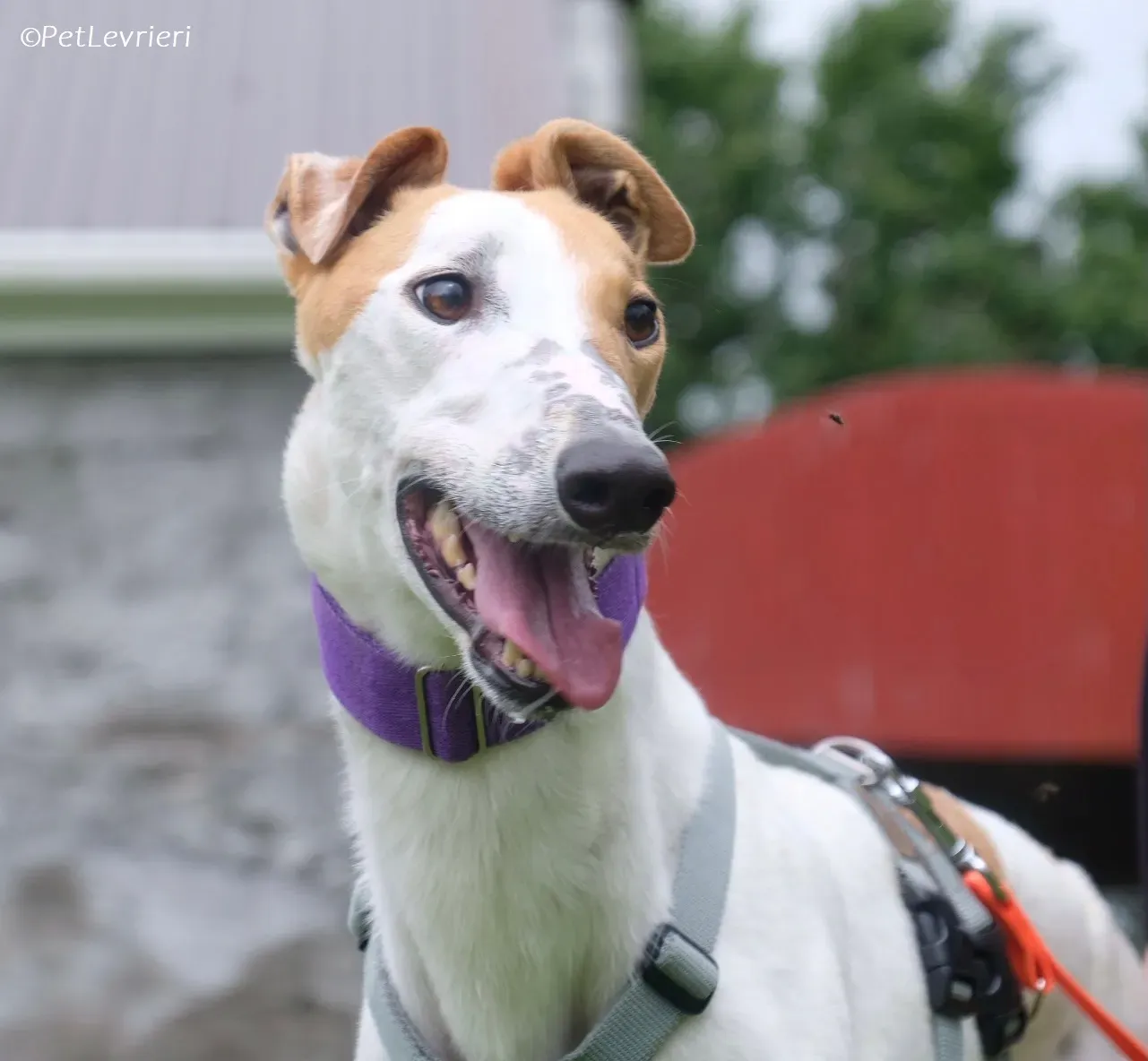 Wednesday adozione levrieri greyhound 25