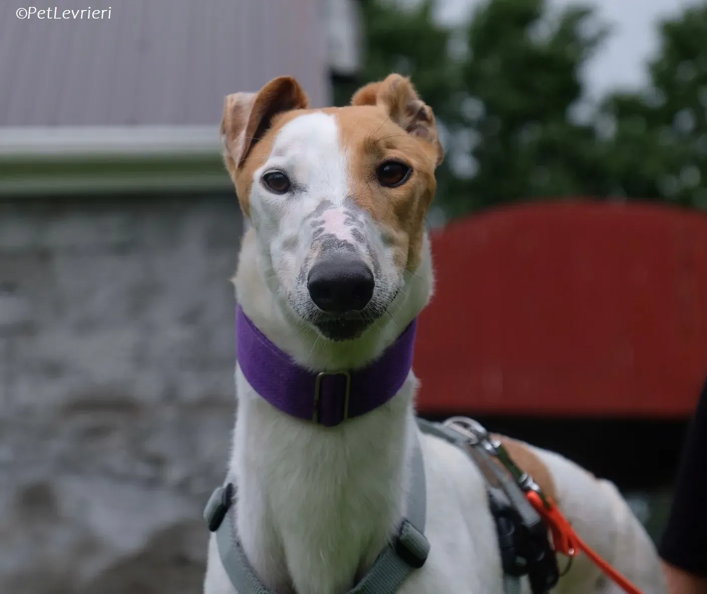 Wednesday adozione levrieri greyhound 26