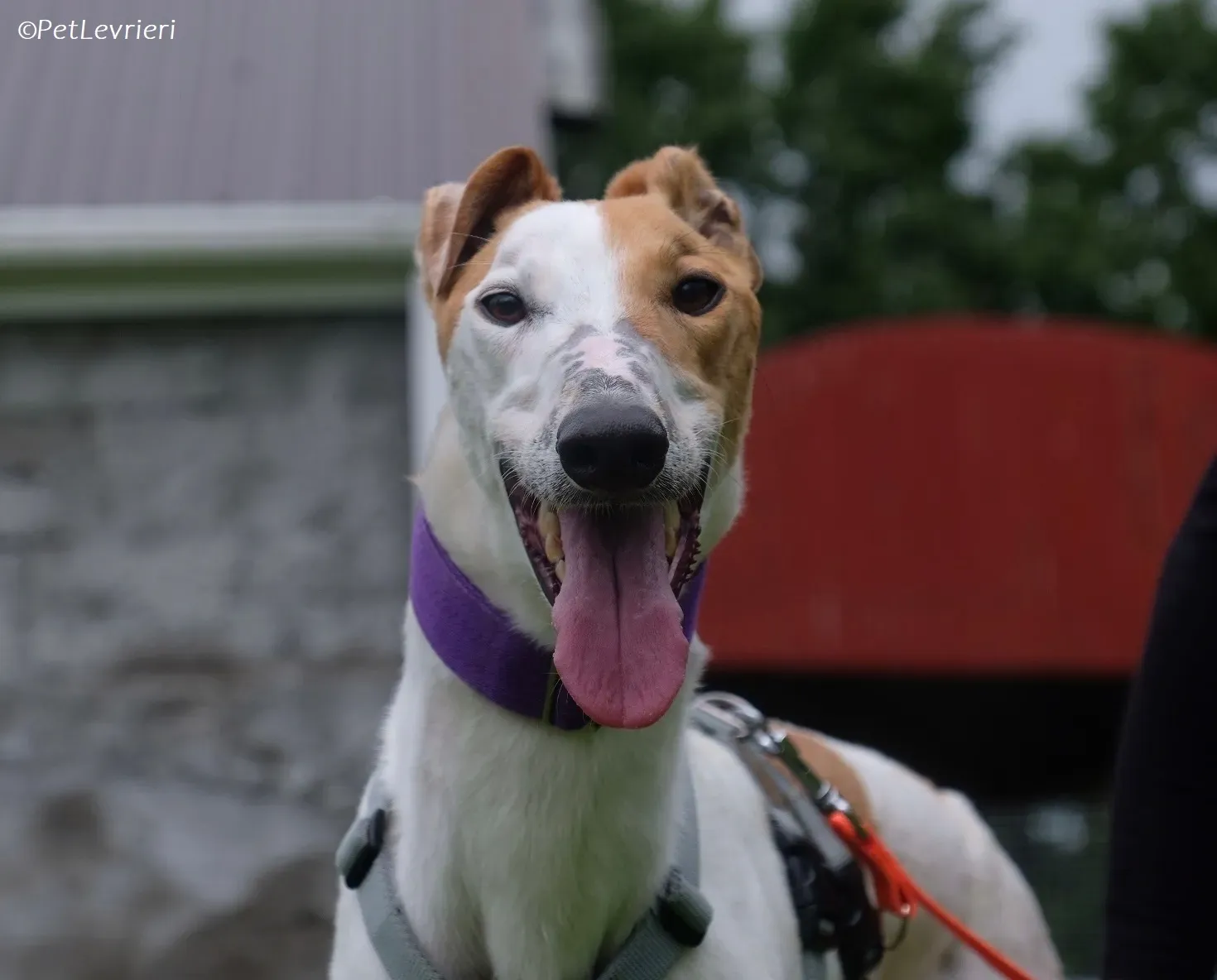 Wednesday adozione levrieri greyhound 27