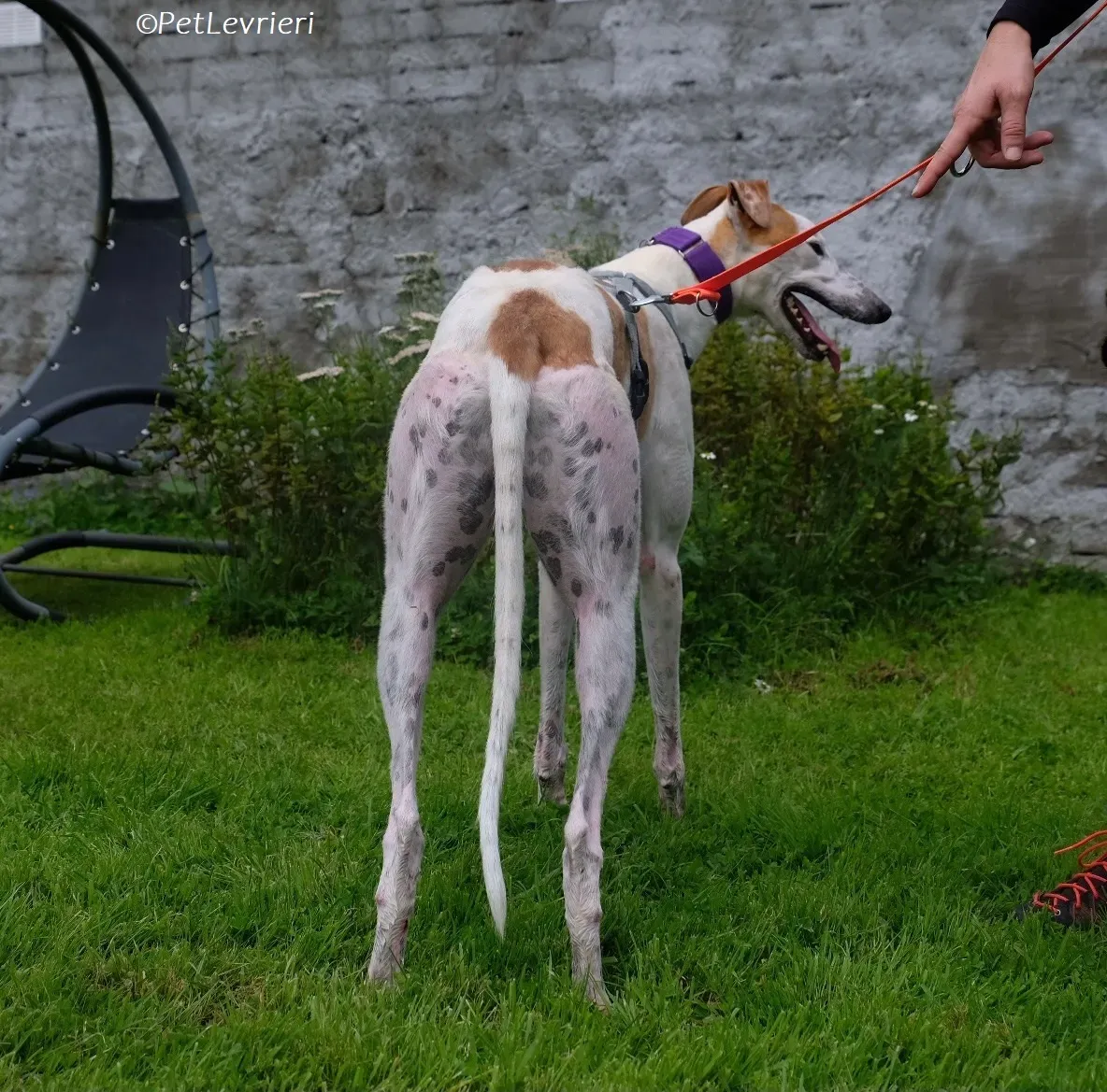 Wednesday adozione levrieri greyhound 28