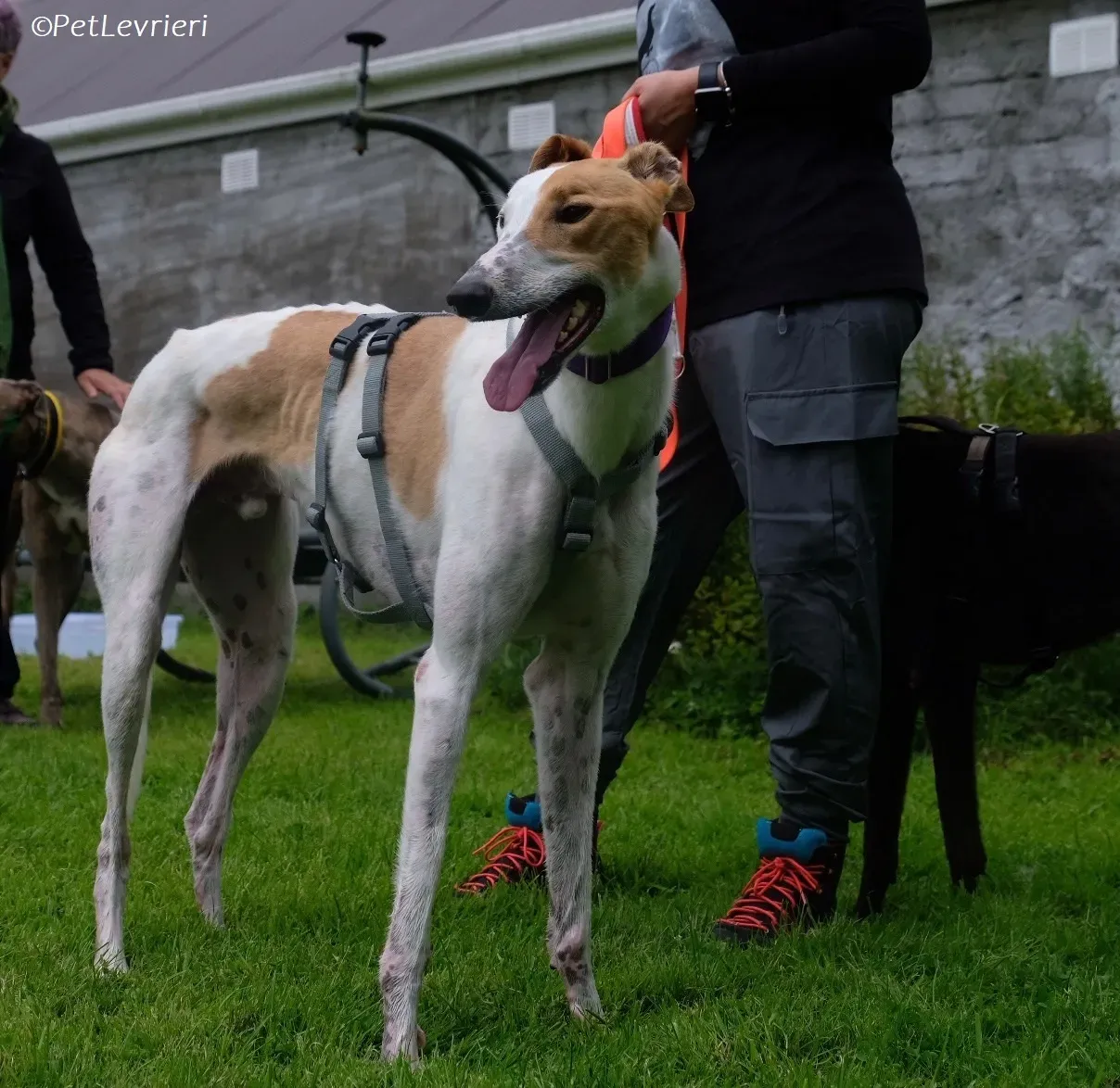 Wednesday adozione levrieri greyhound 29