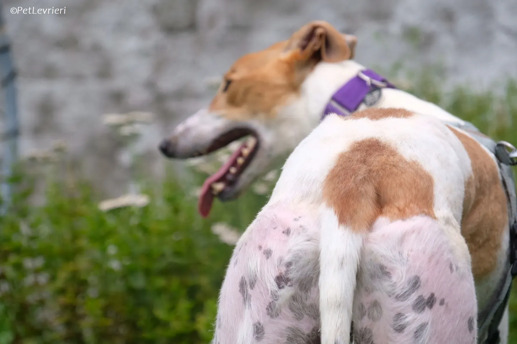 Wednesday adozione levrieri greyhound 30