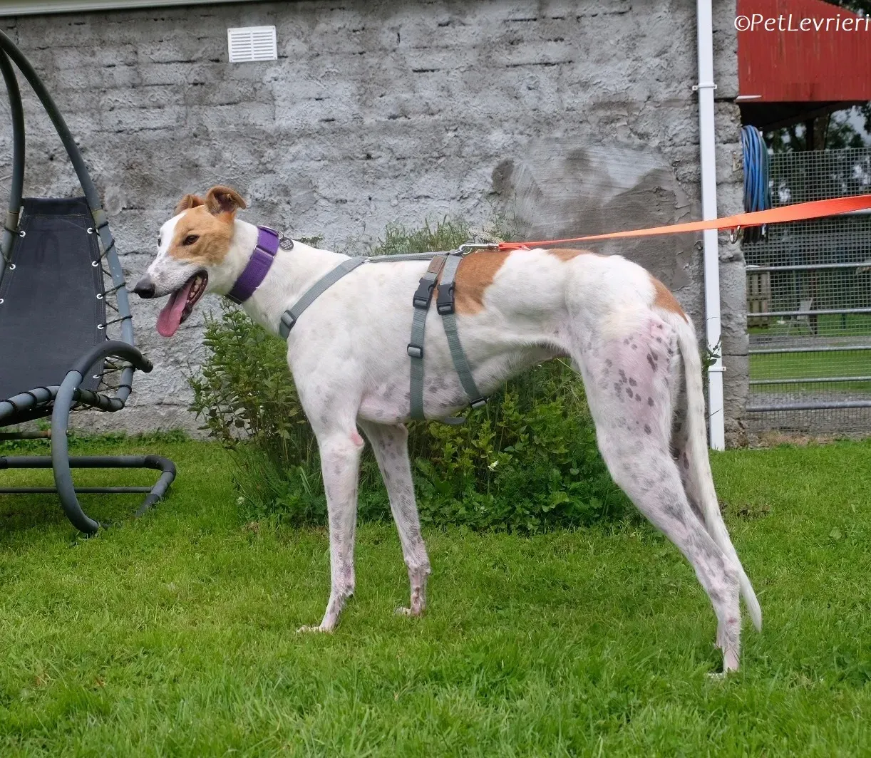 Wednesday adozione levrieri greyhound 31