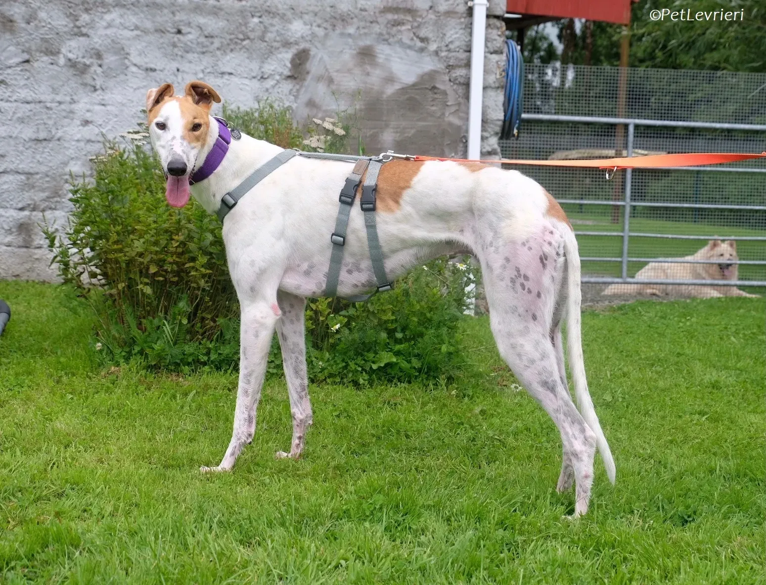 Wednesday adozione levrieri greyhound 32