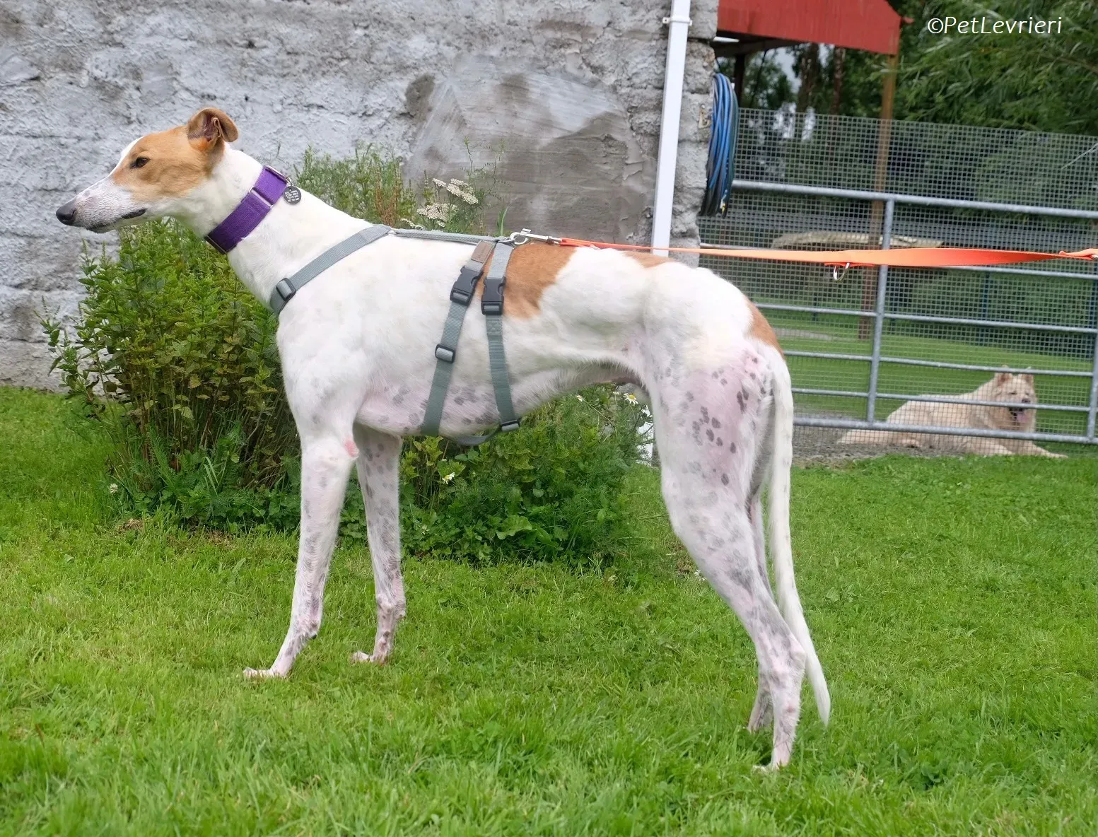 Wednesday adozione levrieri greyhound 33