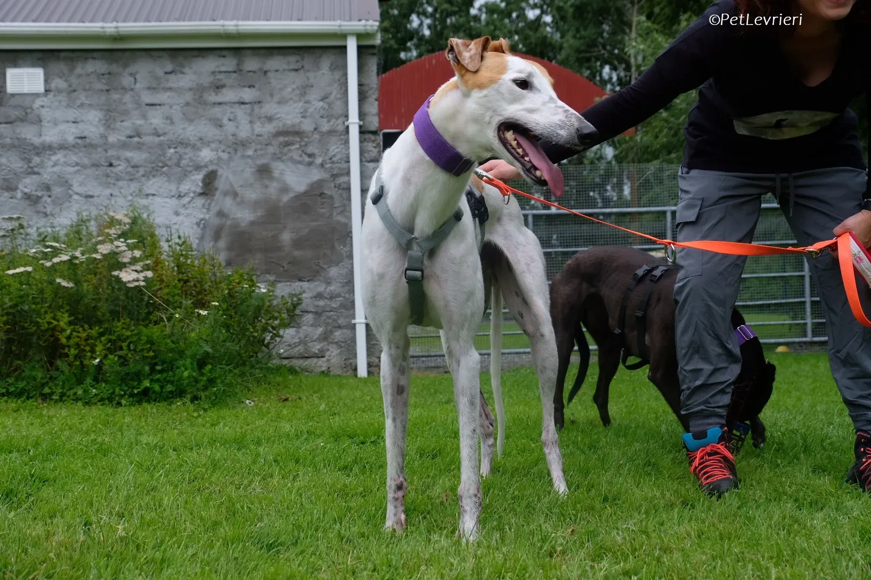 Wednesday adozione levrieri greyhound 34