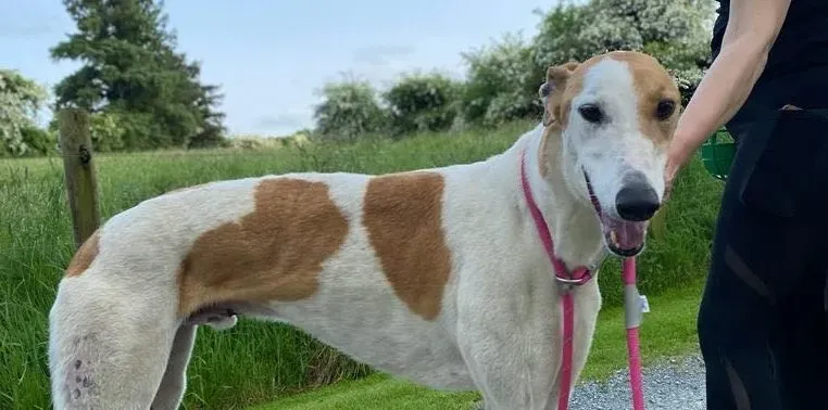 Wednesday adozione levrieri greyhound 4 e1688119342437