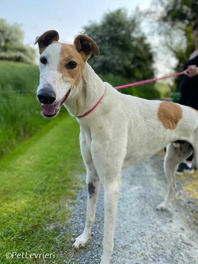 Wednesday adozione levrieri greyhound 6