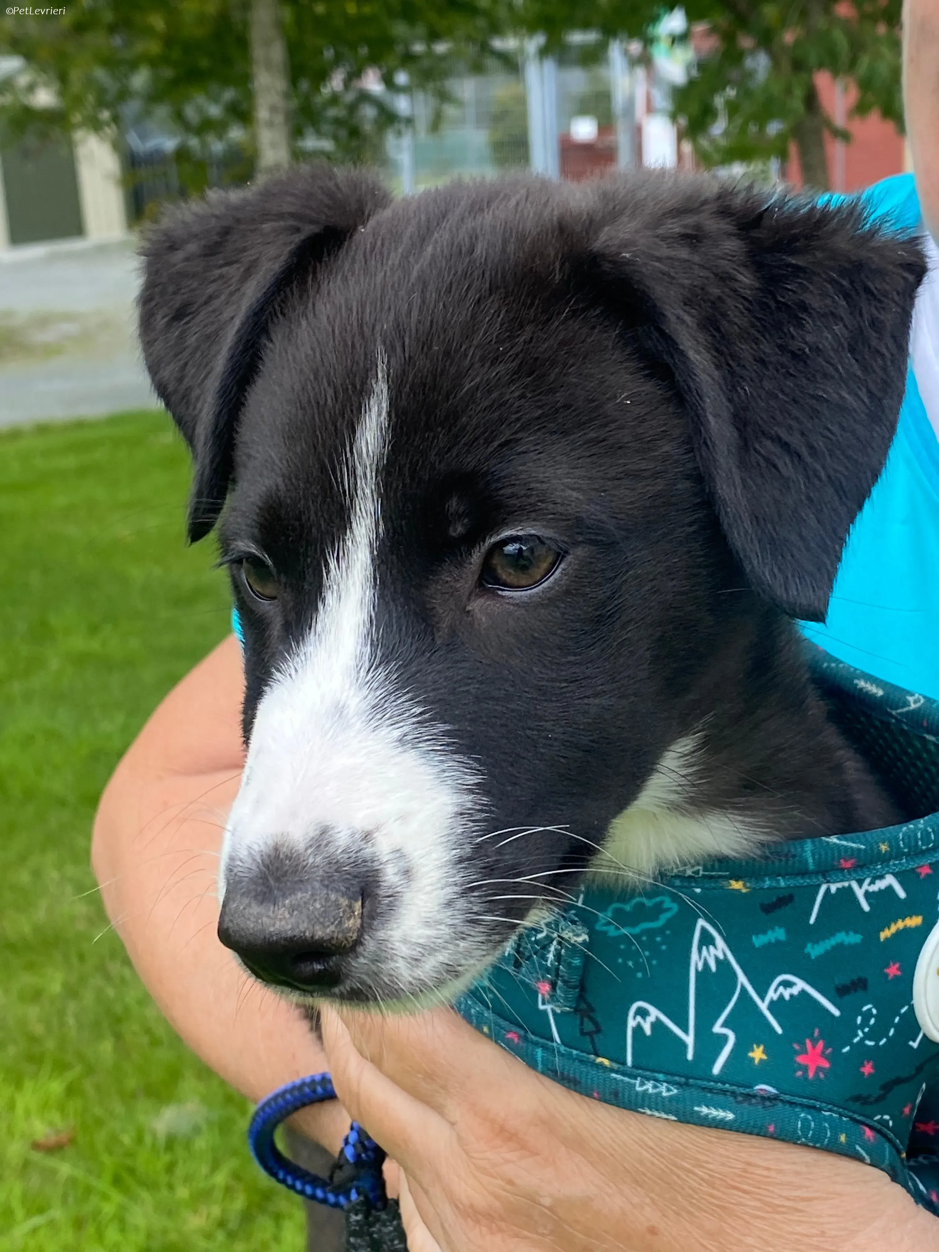 Wesley adozione levrieri greyhound 1