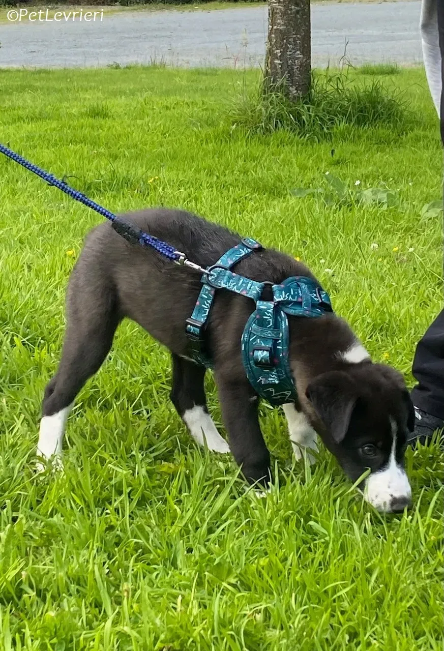 Wesley adozione levrieri greyhound 10