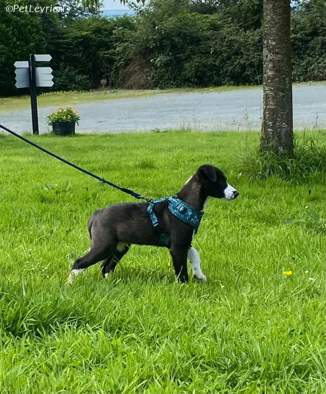 Wesley adozione levrieri greyhound 11