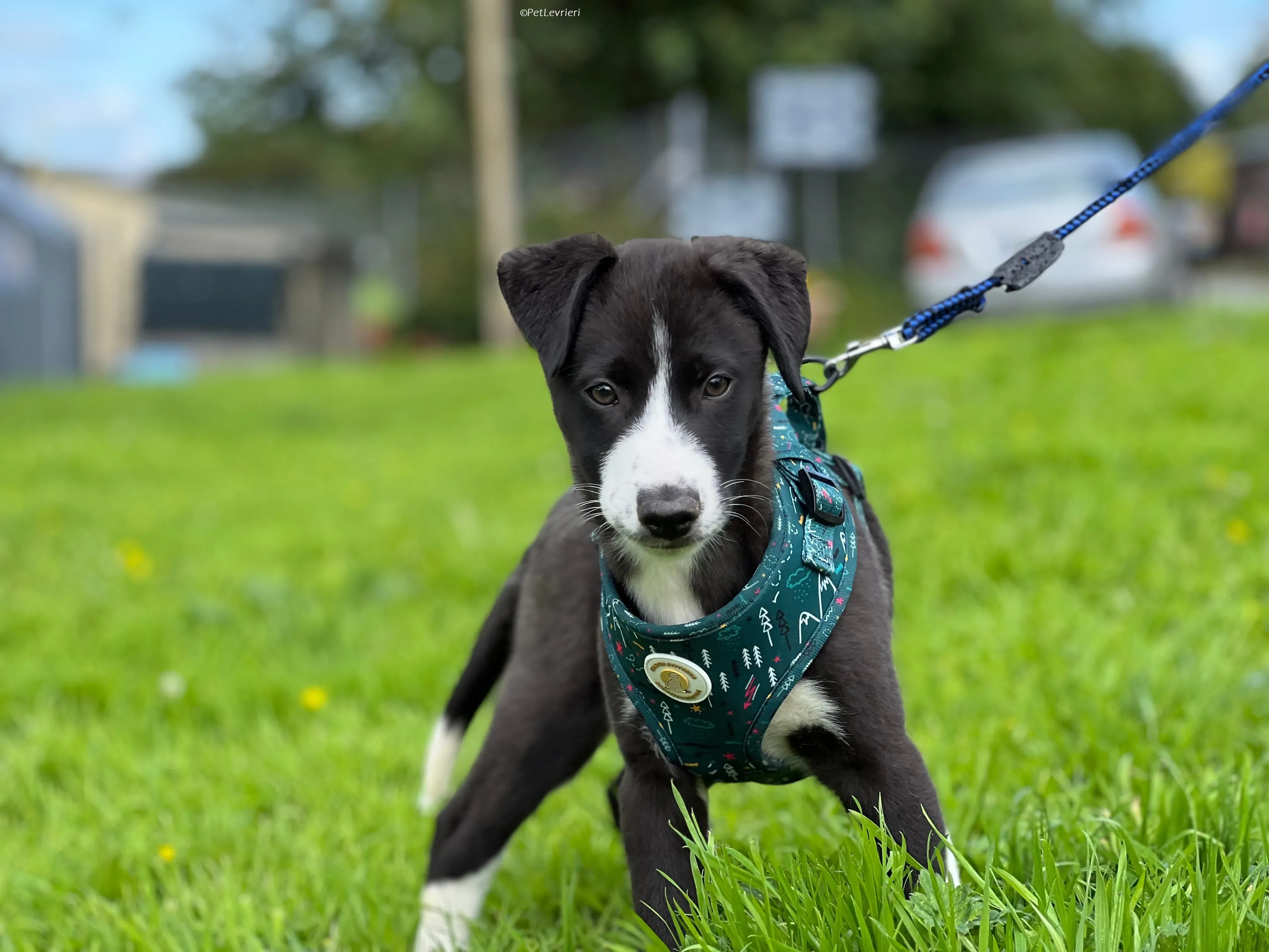 Wesley adozione levrieri greyhound 12