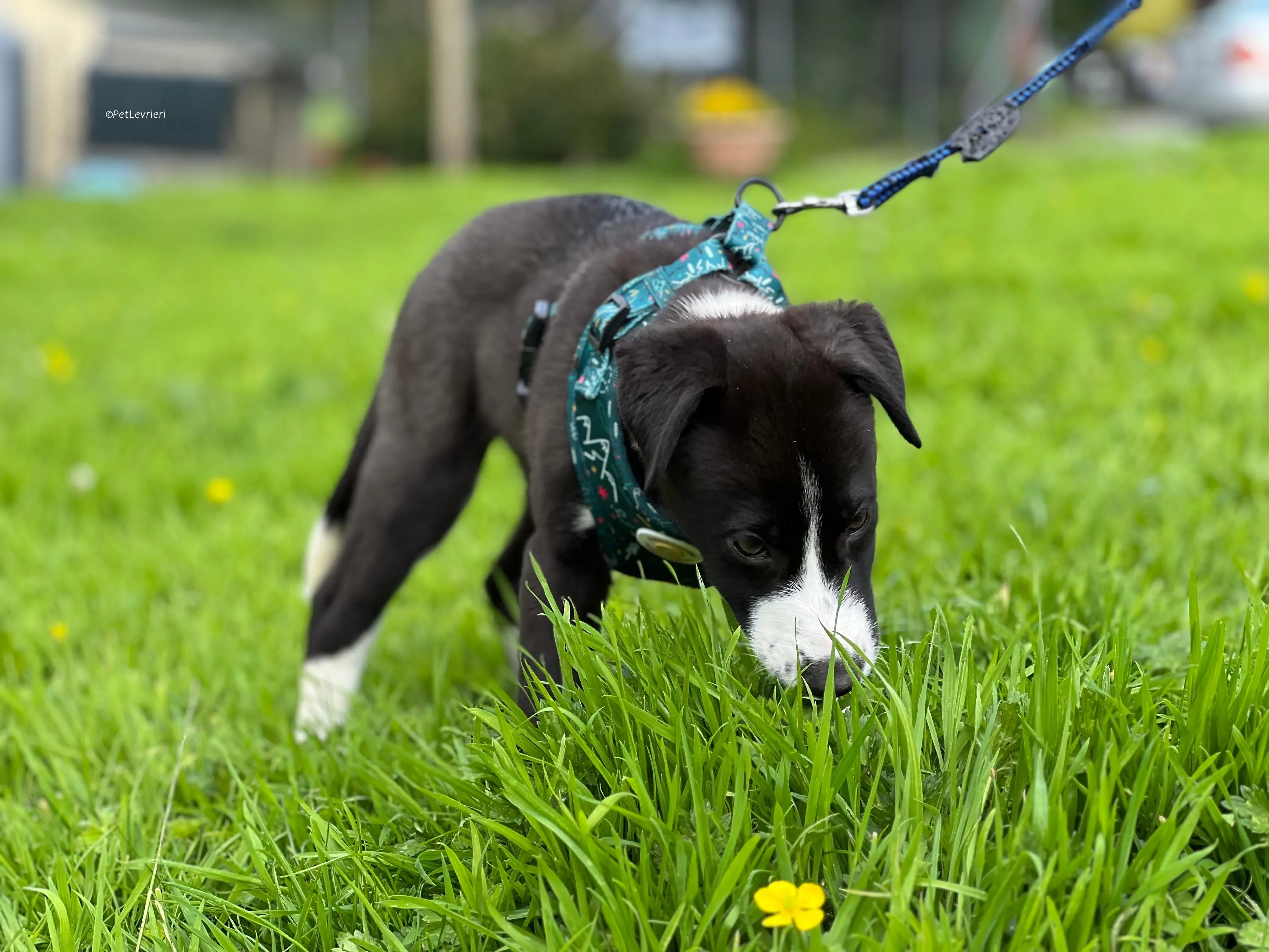 Wesley adozione levrieri greyhound 13