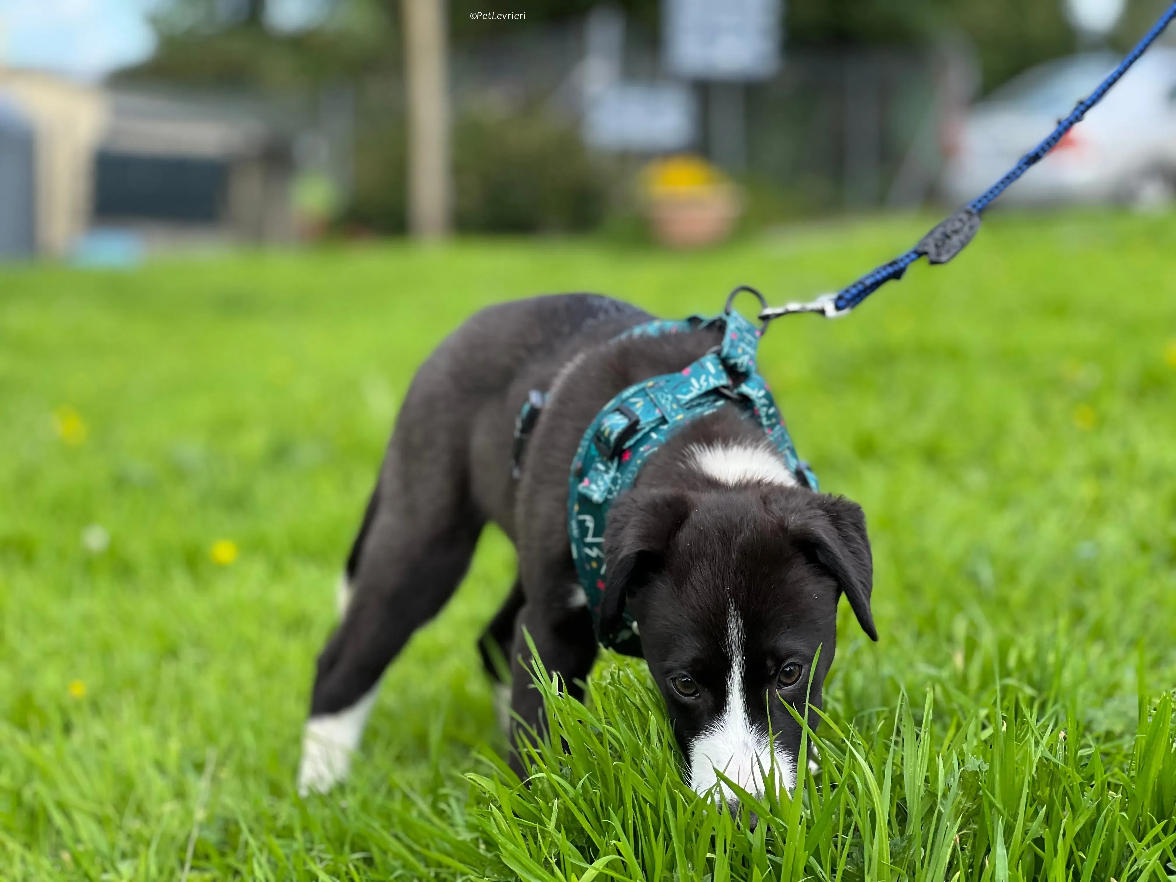 Wesley adozione levrieri greyhound 14