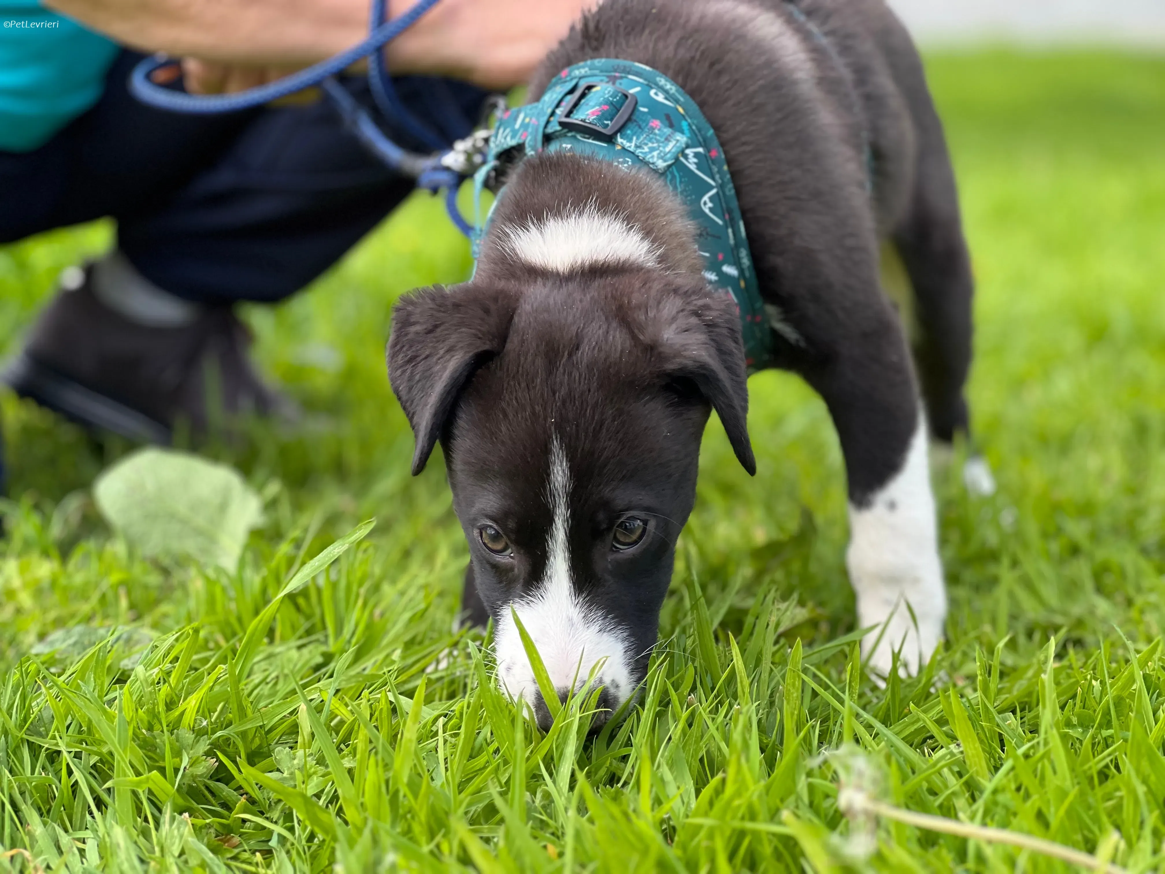 Wesley adozione levrieri greyhound 15