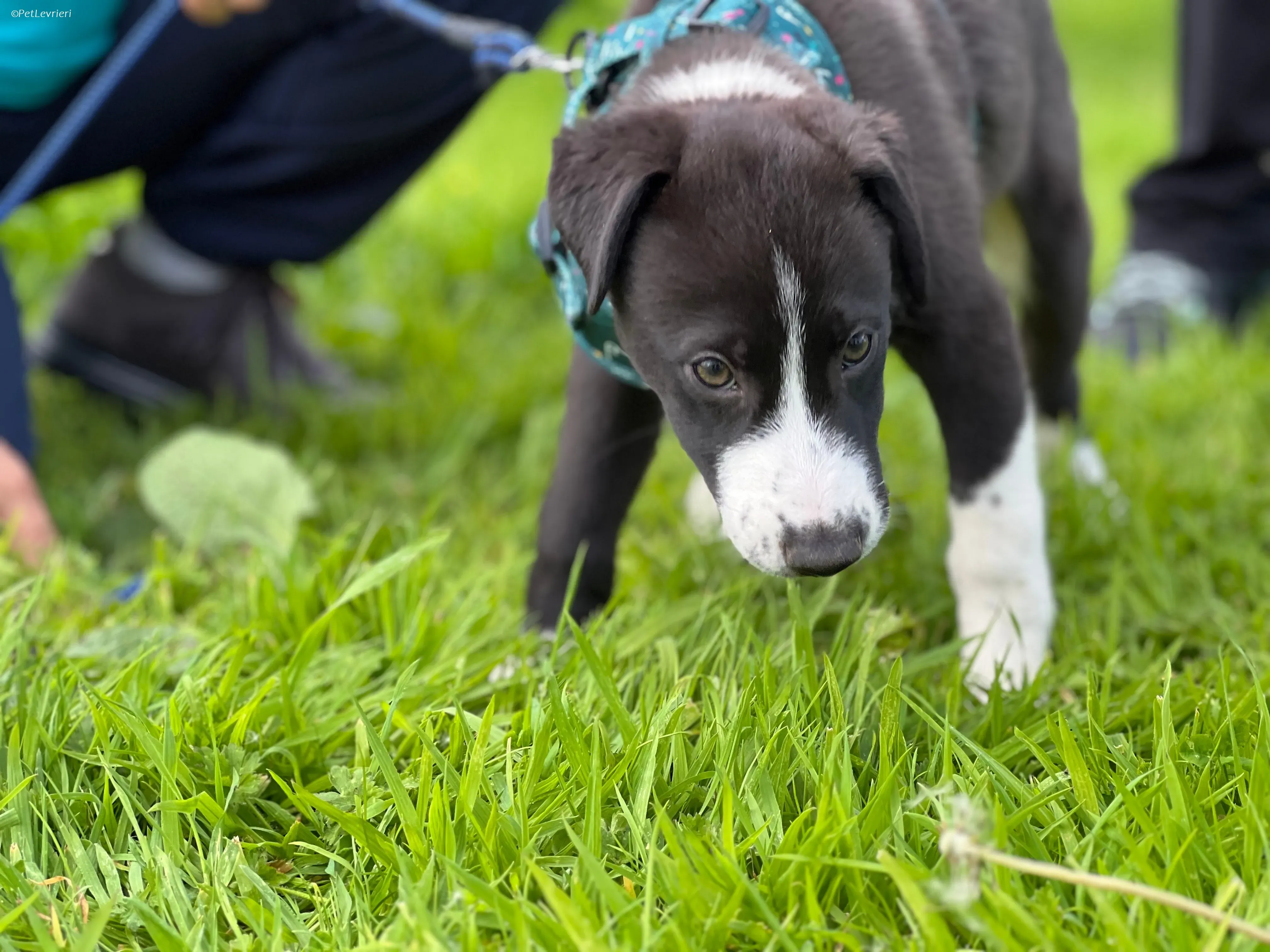 Wesley adozione levrieri greyhound 16