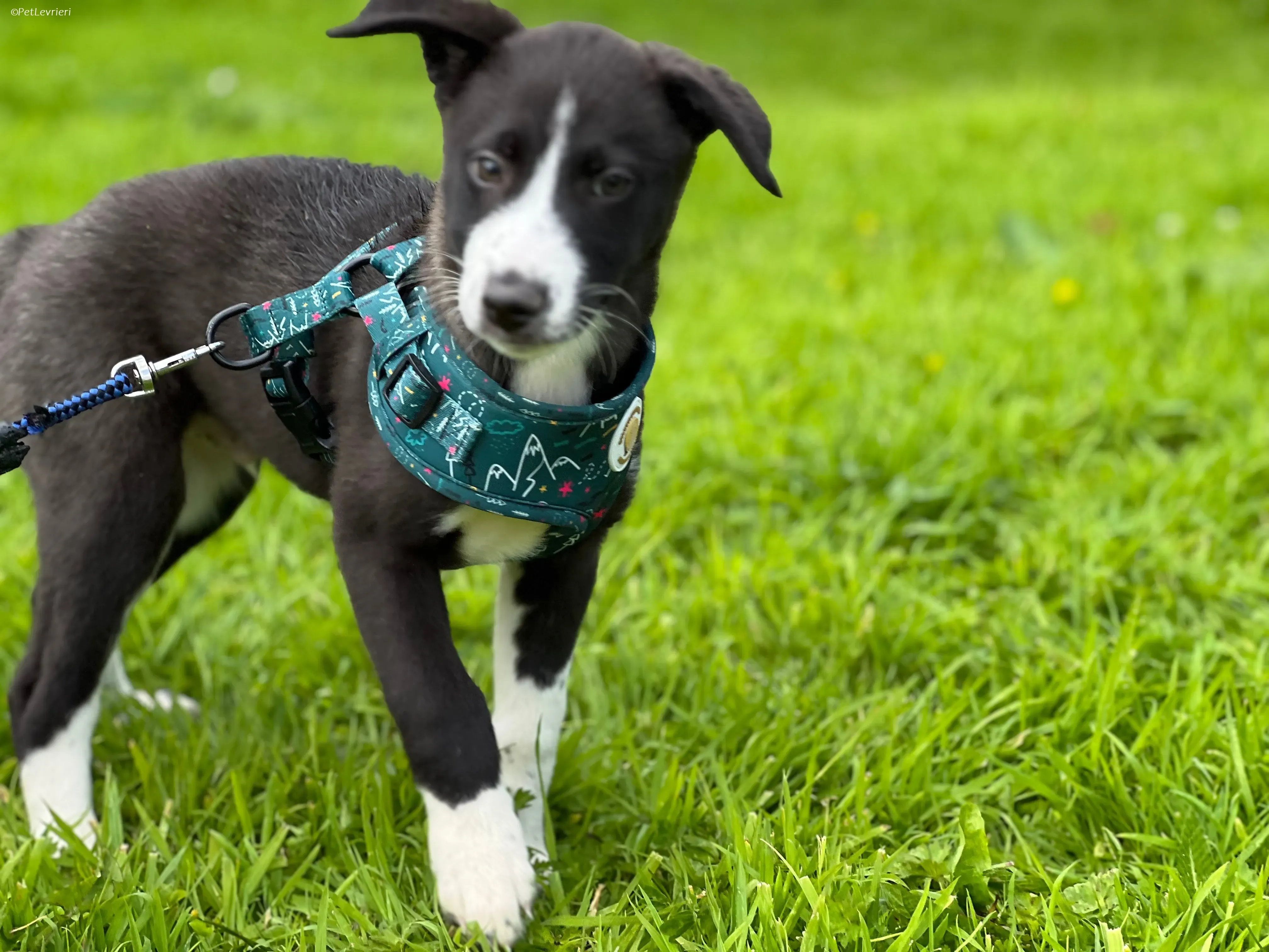 Wesley adozione levrieri greyhound 17