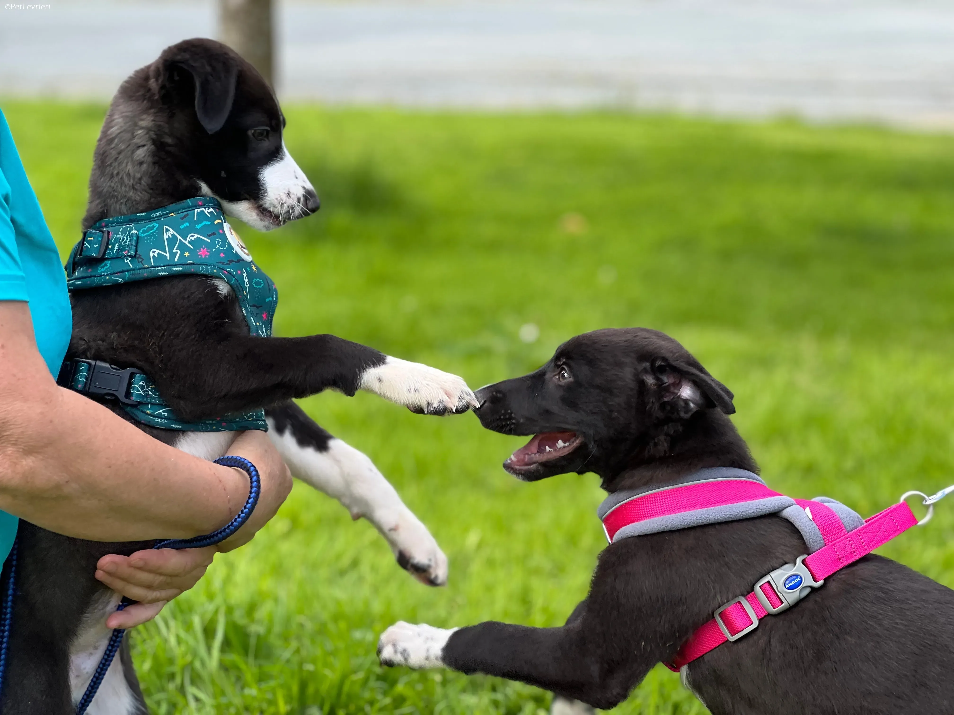 Wesley adozione levrieri greyhound 18
