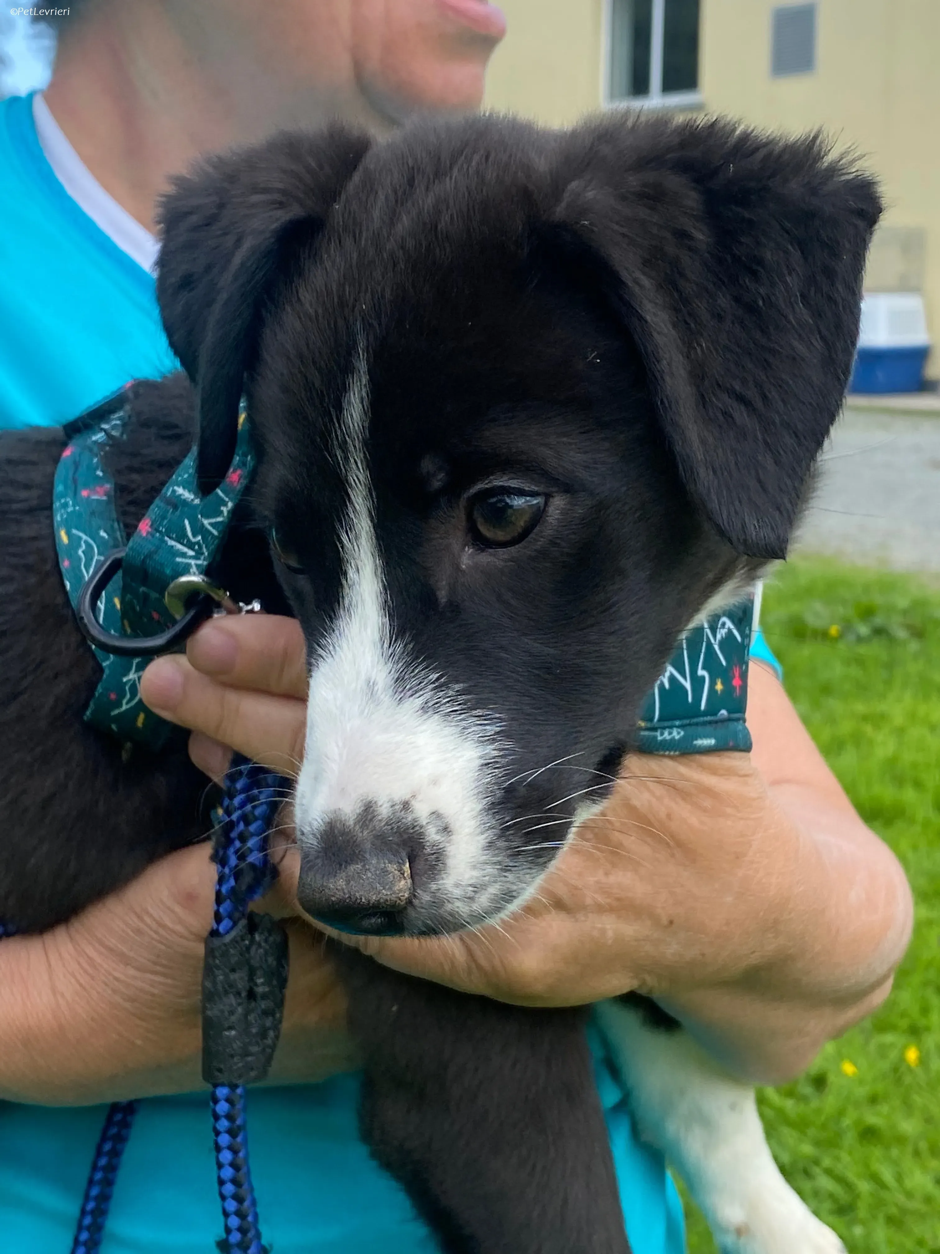 Wesley adozione levrieri greyhound 2