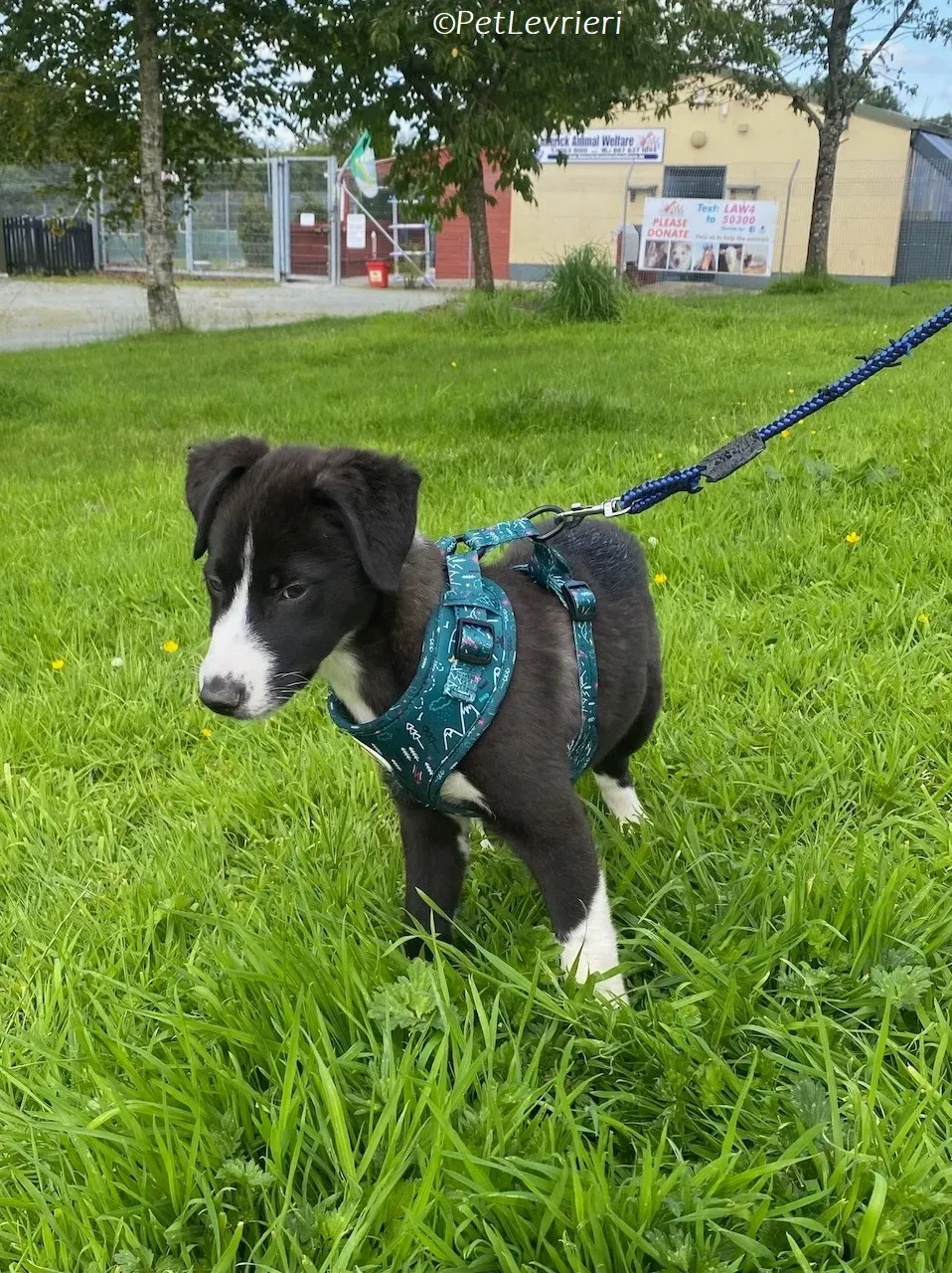 Wesley adozione levrieri greyhound 3