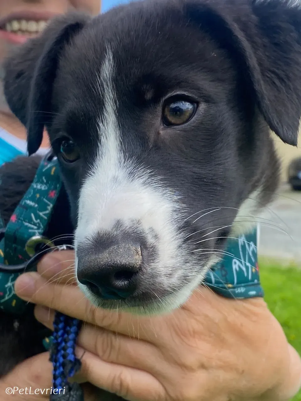 Wesley adozione levrieri greyhound 4