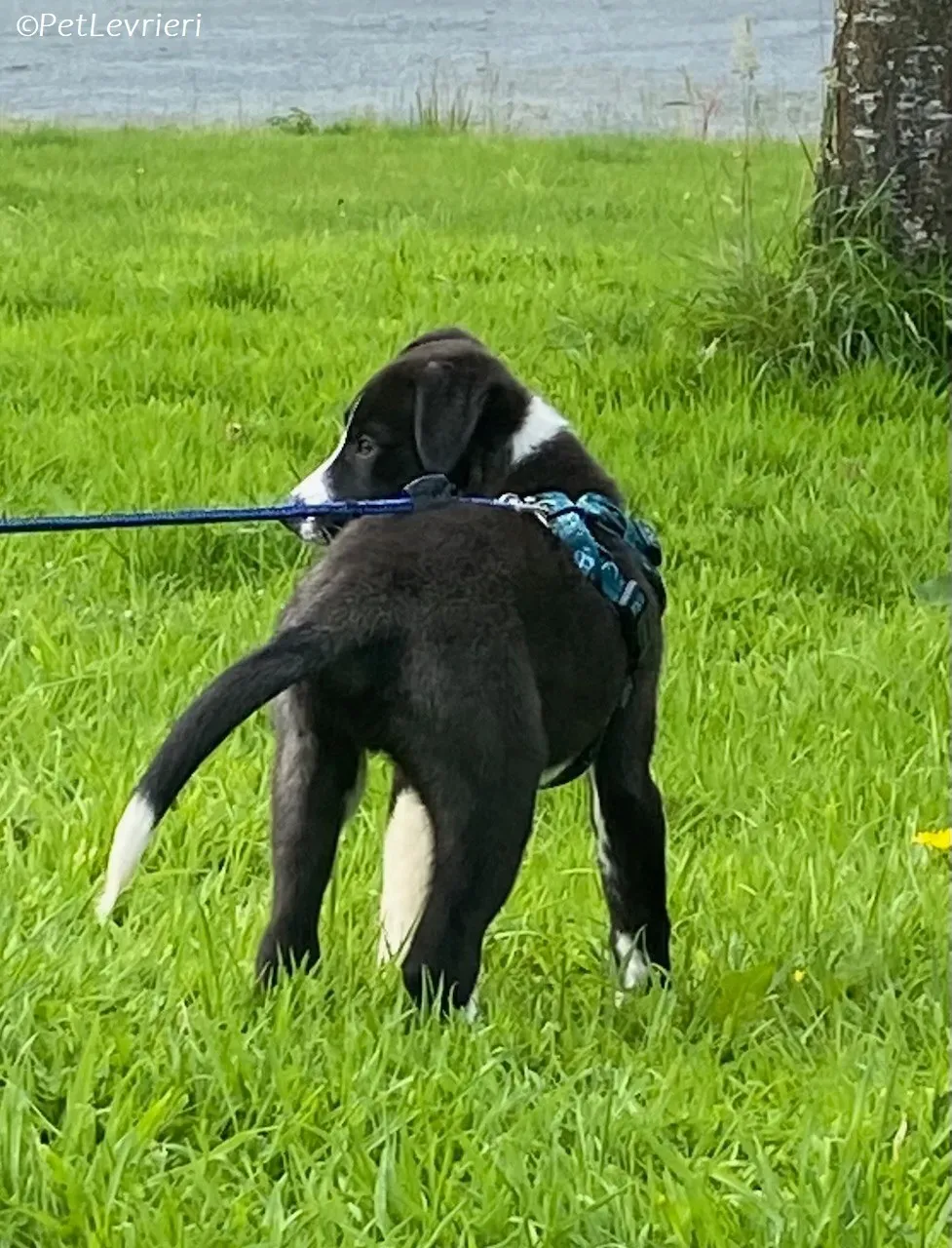 Wesley adozione levrieri greyhound 5