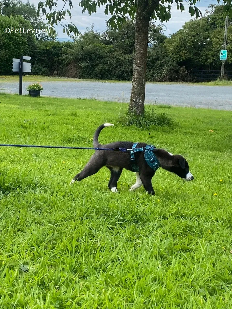 Wesley adozione levrieri greyhound 6