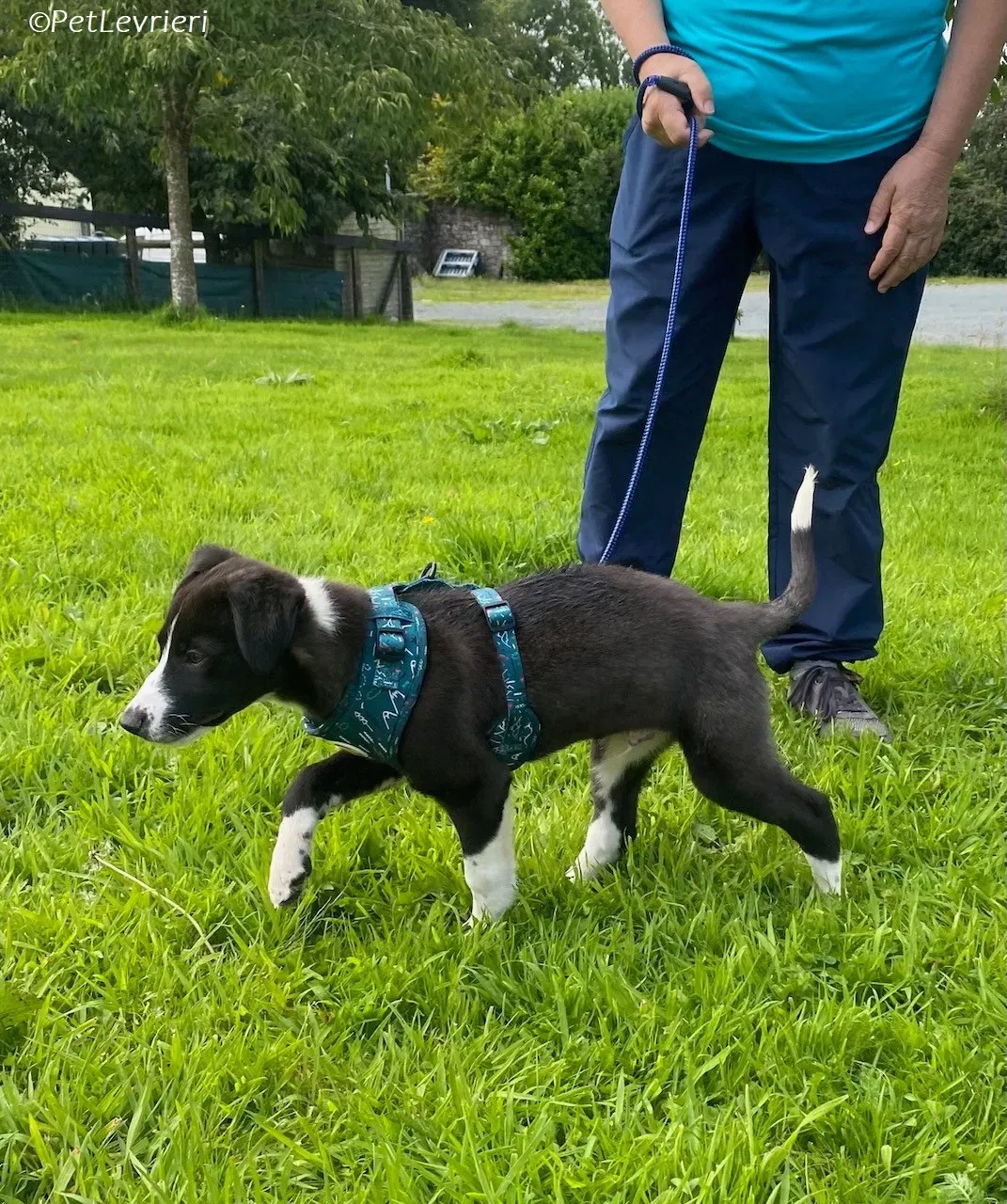 Wesley adozione levrieri greyhound 7