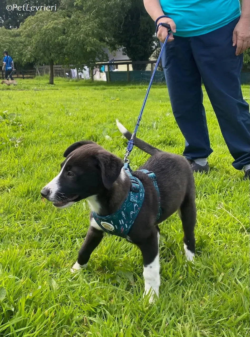 Wesley adozione levrieri greyhound 8