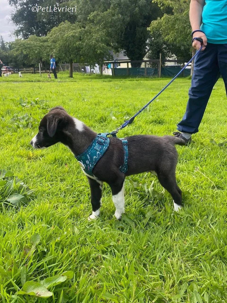 Wesley adozione levrieri greyhound 9