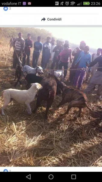 WhatsApp Image 2017 04 10 at 23.44.511