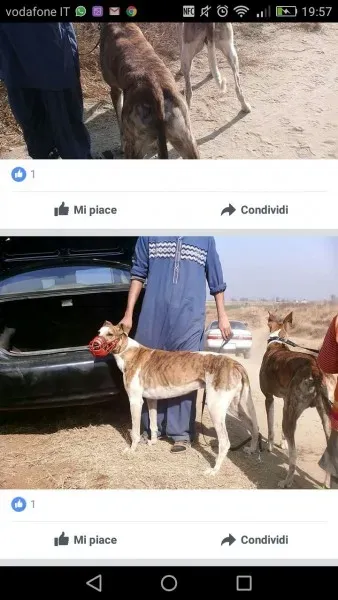 WhatsApp Image 2017 04 13 at 20.12.09